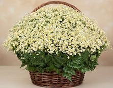 Цветочная композиция из Ромашки в корзине #REPLACE_PRED# Светлогорске